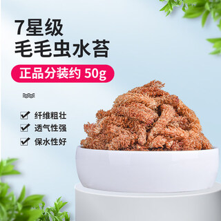 Chile imported sphagnum red grass caterpillar sphagnum moss phalaenopsis orchid special soil plant turtle hibernation moisturizing limited trial chilean caterpillar sphagnum moss 50g