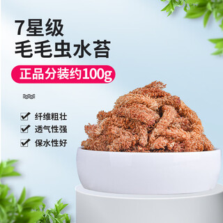 Chilean imported sphagnum red grass caterpillar sphagnum moss phalaenopsis orchid special soil plant turtle hibernation moisturizing trial chilean sphagnum moss 100g