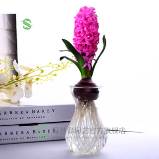 Green silk ribbon hyacinth seed bulbs hydroponic flower soil culture seeds four seasons indoor and outdoor cold-resistant plant flower seedling potted plants jenny bowes (big red) hydroponic package (hydroponic bottle + seed bulb)