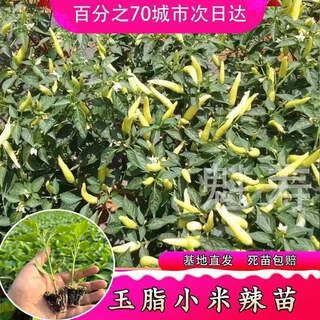 Sichuan spicy erjing seedlings, green red line pepper seeds, disease resistance, high yield, four-season potted plants, balcony field planting, 6 millet pepper seedlings