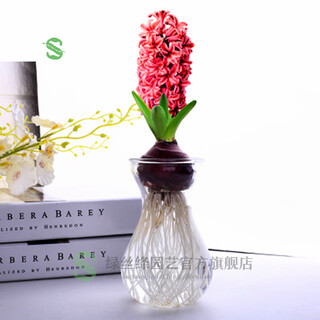 Green silk ribbon hyacinth seed bulb hydroponic flowers soil culture seeds four seasons indoor and outdoor cold-resistant plant flower seedlings potted fanta (pink) single seed bulb