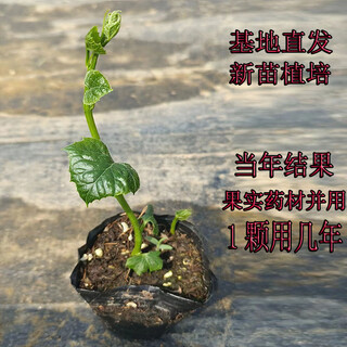 Kludong 24 tianzhu mountain new seedlings trichosanthes melon seedlings no. 9 seedlings no. 20 seedlings trichosanthes trichosanthes root seedlings chinese medicinal materials hanging melon seed seedlings gualou seedlings no. 9 live seedlings now harvesting 2 plants