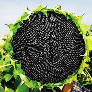 Large edible sunflower seeds, melon seeds, large plump sunflower seeds, balcony courtyard field planting, oil sunflower seeds 50g