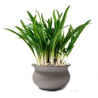 Guizhou local specialty authentic stone leek, large broad-leaf leek, guanyin giant leek, wild broad-leaf potted leek root, 30 medium seedlings, dug with mud, no pots included, guaranteed to arrive fresh