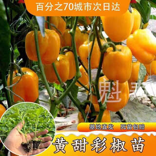 Sichuan spicy erjing seedlings, green and red pepper seeds, disease resistance, high yield, four-season potted plants, balcony field planting, 6 yellow sweet pepper seedlings
