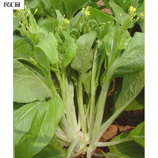 Minhuiyuan cabbage moss seeds, cabbage cabbage moss, white, tender and thick cabbage cabbage cabbage, can be planted in balcony pots and fields. wholesale 50 bags.