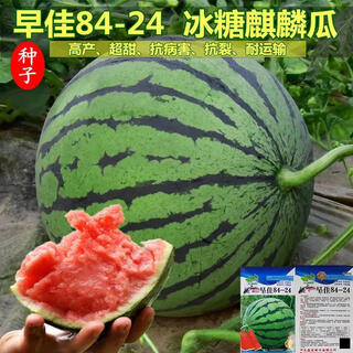 Original zaojia 8424 rock sugar unicorn king watermelon seeds four seasons extra large early mature lazy man fruit zaojia 8424 watermelon original 8 pack