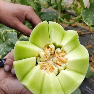 Shouhe yugu melon, jade mushroom melon, sweet, crisp and tender melon, family field planting, winter and spring sowing melon seeds, new yugu melon seeds, 30 capsules