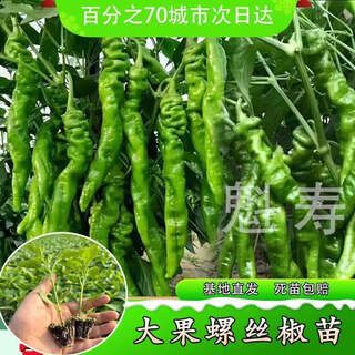 Sichuan spicy erjing seedlings, green red line pepper seeds, disease resistance, high yield, four-season potted plants, balcony field planting, 6 screw pepper seedlings