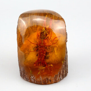 Insect amber lobster artificial amber beeswax raw stone live insect specimen ornament picture color