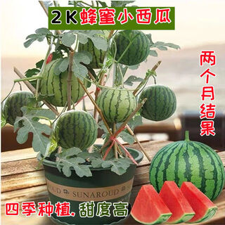 Honey small watermelon seeds 2k watermelon red soil thin-skinned seedless four-season potted balcony courtyard fruit melon seeds 2k red soil watermelon 50 capsules original quality package germination