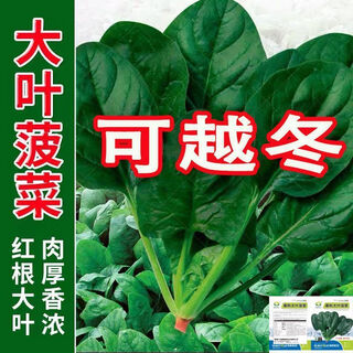 Four-season large-leaf spinach seeds, heat-resistant summer red-rooted small-leaf spinach seeds, high-yielding new autumn and winter vegetable seeds, four-season large-leaf spinach seeds, new varieties of the season, selected 1 pack of 1008 capsules + free
