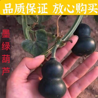 Dark green small gourd seeds, emerald gourd potted plants, hand-twisted gourd seeds, wenwan sub-waisted seeds, potted plants for balcony, selected gourd seeds, sold out, small flower pot dosage, about 15 grains