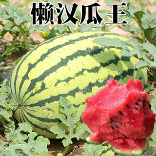 Lazy man king watermelon seeds large watermelon seeds easy-to-plant fruits and vegetables seeds in spring and summer fields lazy man king watermelon seeds 1 pack about 30 tablets