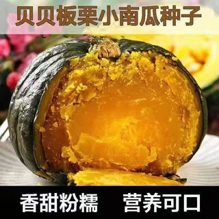 Green beibei pumpkin seeds crawling all over the ground are easy to plant without scaffolding. sweet chestnut flavor and stable yield pumpkin seeds are sown in all seasons. green beibei pumpkin seeds, original 28 capsules.