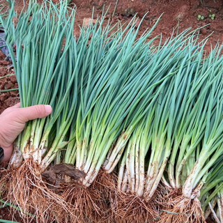 Sowing mood family planting vegetable seeds collection four seasons sowing balcony potted farmhouse garden small vegetable garden organic coriander spinach four seasons chive seeds 2 packs