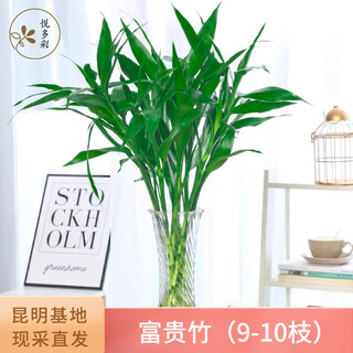 Yue duocai ab grade high-quality perfume lily, various living flowers for home office, kunming base, freshly picked for straight hair, lucky bamboo 65cm (9-10 branches)