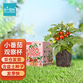 Iam city farmer small tomato seeds children grow potted plants student plant observation cup germination growth fun diy plants 10031