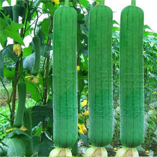 Extra large luffa seeds in spring, summer and autumn, extra long luffa seeds in farmyard, climbing vine seeds, vegetable seeds, luffa seeds 20 capsules + fertilizer