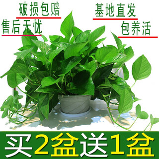 Binxian green radish potted indoor office plant large-leaf spider plant flower green plant green basket bonsai absorbent basin lazy man green radish in a pot buy 2 pots get 1 pot free