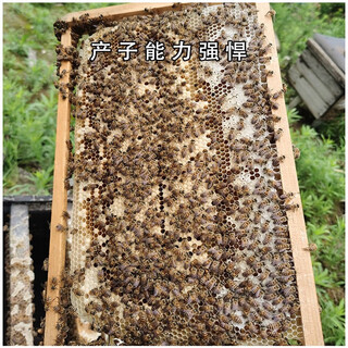Chaoming (chaoming) benxinnong bee colony with king bee live breeding with spleen aba middle bee with beehive chinese native bee 5000 worker bees + king + spleen