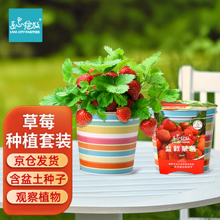 Iam city farmer potted strawberries diy fun planting potted edible seeds balcony planting children good plants easy to live 10098
