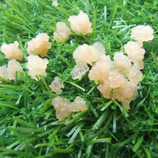 Cochin water kefir grains tibicos water kefir grains tibicos single strain 20g without tools