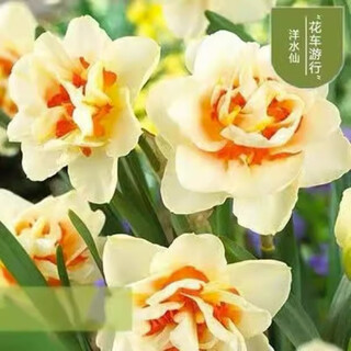 Narcissus bulbs, water-cultured soil-cultured potted plants, imported double-flowered narcissus, four-season blooming autumn and winter cold-resistant seeds, float parade (3 balls) 12+