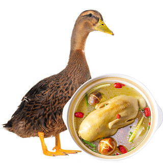 Huaying gannan free-range ecological shelduck 2.5 jin jin equal to 0.5 kg / bag frozen whole duck fresh local duck soup braised ingredients