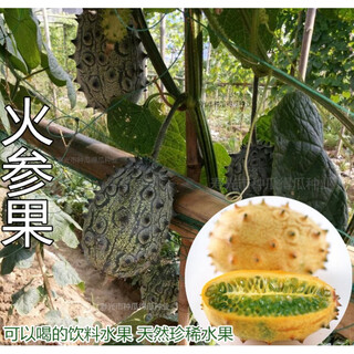 Fire ginseng fruit mars fruit kiwi fruit thorn melon fruit seeds spring and summer climbing vines four seasons balcony potted field 20 capsules