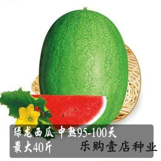 Chunzhiyun four-season watermelon seeds early-maturing giant sweet king seedless unicorn watermelon seeds fruit seeds green dragon overlord original