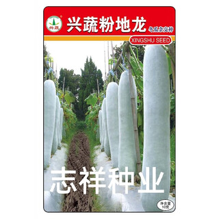 Xingshu fen dilong white-skinned winter melon seeds pink-skinned winter melon extra large winter melon weight 50 jin jin is equal to 0.5 kg 1 meter long base xingshu fen dilong winter melon 10g one pack