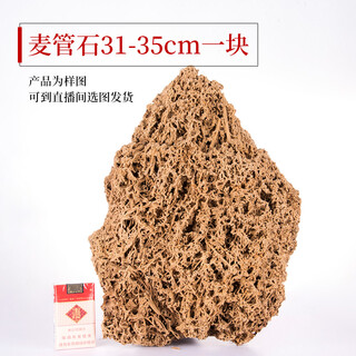 Shiguang xiaozhan boutique gold straw stone natural water-absorbing stone rockery bonsai stone plant fossil small ornaments straw stone 31-35cm piece