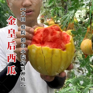 Long-cultivation super sweet golden beauty watermelon seeds southern spring four seasons yellow skin red flesh watermelon seeds balcony potted fruit seeds hybrid golden queen watermelon 200 original