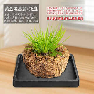 Water-absorbing stone flower pot, natural strange stone water-absorbing stone, water-absorbing stone, raw stone stone pot, calamus, succulent potted plant, bonsai micro-scape, 13-17cm stone pot + golden princess, calamus package 2
