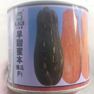 Qingyi xuanmi ben pumpkin seeds high yield sweet noodle giant cream chestnut pumpkin golden hook pumpkin field planted vegetable seeds 50g canned base used early sweet dense pumpkin