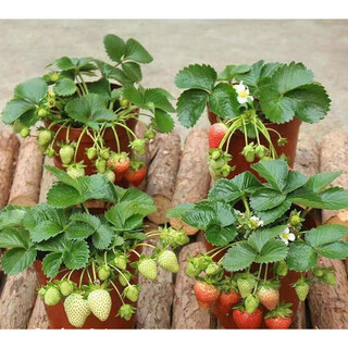 Jingyu cream big strawberry seedlings potted four-season strawberry saplings planted in the south and north will bear fruit in the same year. cream strawberry will bear fruit in four seasons. cold-resistant and high-yielding seedlings. 12 ++pots+fertilizer.