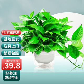 Shuangmeng green radish potted plant formaldehyde removal office new house air purification 180 white water-absorbing basins 4 basins straight from the source