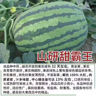 8424 authentic grafted seedlings with soil and seedless midu kirin early mature seedlings watermelon seedlings stone melon watermelon seedlings buy 8+2 real hair 10 trees + fertilizer
