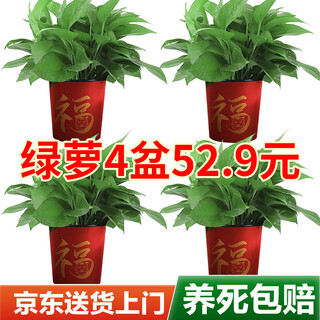 Shuangmeng green radish potted plants formaldehyde removal flowers and green plants office new house air purification 180 styles fu character 4 pots straight from the source