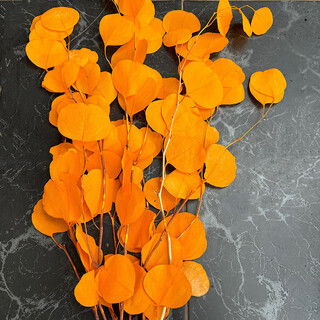 Immortal apple eucalyptus eucalyptus real flower interior decoration decoration ornaments nordic style yunnan immortal flower orange (bleached color 50-70cm approximately 100g a bouquet