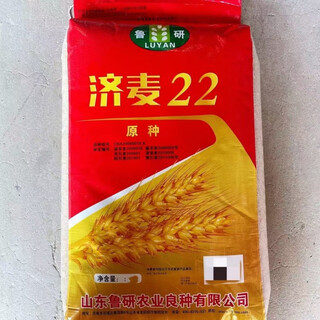 High-yielding dwarf wheat seeds jimai 38 luyan 128 luyan 951 malan no. 1 field planting crop wheat jimai 22 50 jin jin equals 0.5 kg original