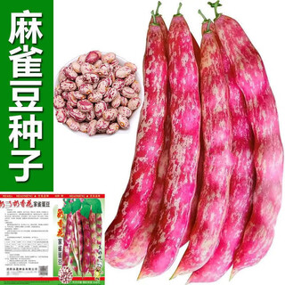 Northeastern sparrow egg bean seed red gold hook gold hook northeast oil bean seed flour bean bean vegetable seed two packs about 130 + song fertilizer