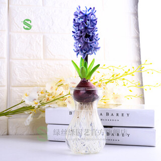 Green silk ribbon hyacinth seed bulbs hydroponic flowers soil culture seeds four seasons indoor and outdoor cold-resistant plant flower seedlings potted blue pearl (blue) hydroponic package (hydroponic bottle + seed bulb)