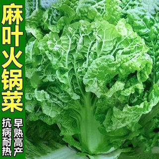 Gluten-free and multi-leaf hot pot vegetable seeds, chinese cabbage seeds, field cabbage vegetable seeds, high yield, storable, autumn sowing, four seasons, hot pot vegetable seeds, three packs of preferred seeds