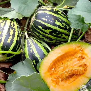Yuhenong bingtangzi melon seeds collection, cantaloupe seedlings, pear and melon seeds, high-quality old varieties of winter fruits and vegetables, bingtangzi melon seeds 50 capsules/bag