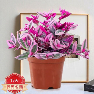 Flower-loving oil painting wedding spider plant large succulent brocade purple dew orchid desktop flower indoor balcony green plant potted hydroponics large pot old pile oil painting 10-12 original pots