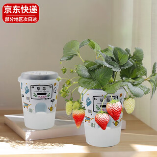 September strawberry pot seeds diy fun planting potted flower plants kindergarten children's observation flower pots