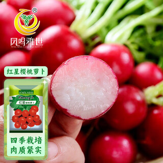 Fengming yashi cherry radish seeds four seasons balcony potted vegetable seeds field planting red star cherry radish seeds 50g