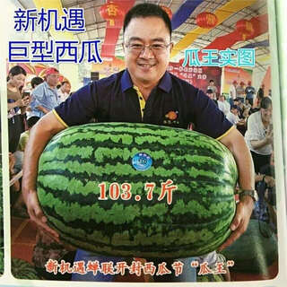 Extra large watermelon seeds, high yield, super sweet, early maturing, four seasons, giant lazy melon king, few seeds, giant dragon watermelon vegetable seeds, giant large fruit watermelon seeds (high sugar and super sweet), original factory packaging, 3 packs of exquisite products, about 150 seeds